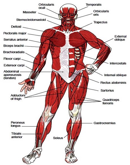 Skeletal Muscle Groups Muscles Of The Head Muscles Of The Neck 3385